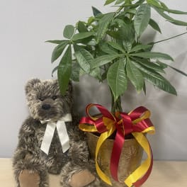 Tall Money Tree & Bear