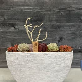 Succulent arrangement in a white textured planter with a twig accent