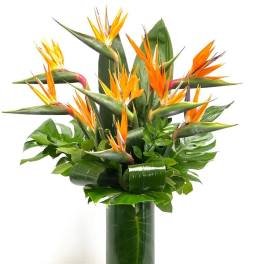 Tall tropical arrangement of orange bird of paradise flowers in a leaf-lined glass cylinder vase
