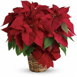 Red poinsettia plant in a woven basket with a red bow