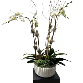 Premium Orchid/Plant Design