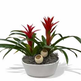 Potted bromeliad plant with red flower spikes in a white bowl planter