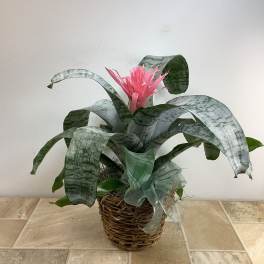 Potted bromeliad with pink bloom in a woven basket