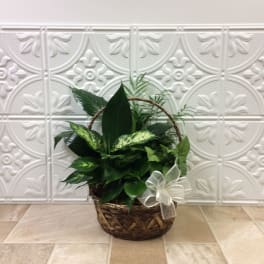 Basket of green houseplants with a white ribbon bow