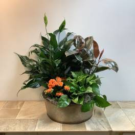 Potted tropical plant arrangement with orange blooms in a low container