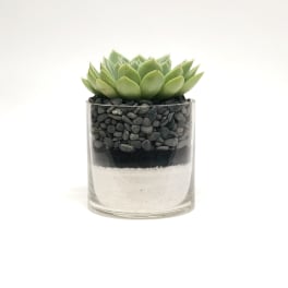 Succulent in a clear glass container with layered sand and stones