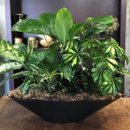 Mixed green houseplants in a black bowl planter on a table