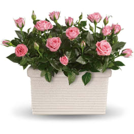 Pink roses arranged in a rectangular white planter
