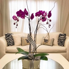 Purple orchids in a white pot with a striped ribbon on a coffee table