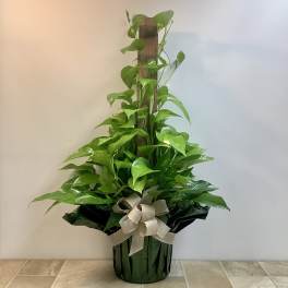 Potted pothos plant with a ribbon bow in a black container