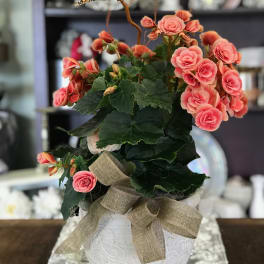 Pink flowering plant in a white decorative pot with a burlap bow
