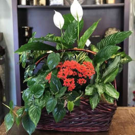 Basket arrangement with white peace lilies, red flowers, and lush green plants