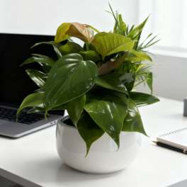 Ceramic Bowl Dish Garden Planter