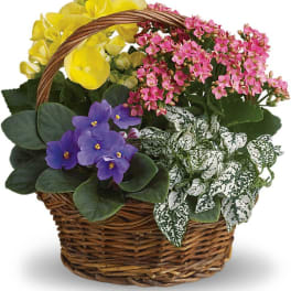 Basket of potted flowering plants in yellow, pink, and purple