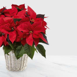 Red Poinsettia Basket