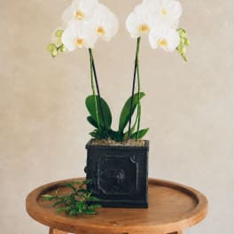 White orchids in a black square planter on a wooden table
