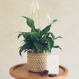 Potted peace lily with white blooms in a woven basket planter