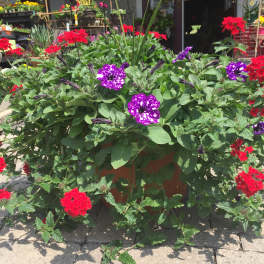 Potted flowering plant with purple and red blooms
