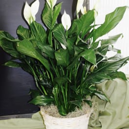White peace lilies in a white woven basket