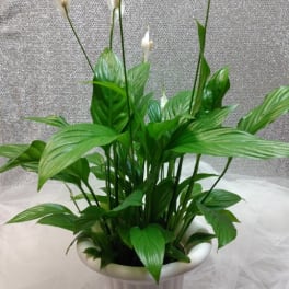 White peace lilies in a tall white pedestal vase