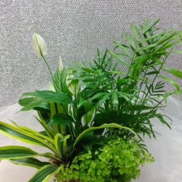 Potted green plant arrangement with white blooms in a woven basket