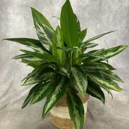 Potted green houseplant with variegated leaves in a woven basket