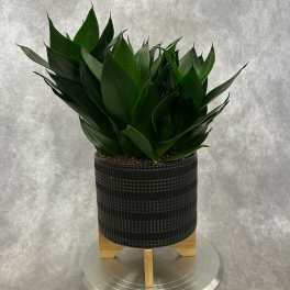 Dark green potted plant in a textured black container on a stand