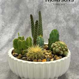 Assorted cacti arranged in a white planter with decorative stones