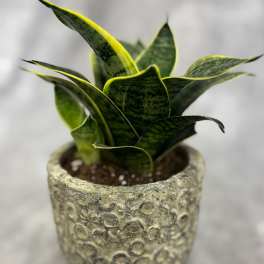Small snake plant in a textured stone-look pot