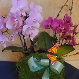 Pink and magenta orchids in a moss-covered square container with a ribbon and butterfly accent.
