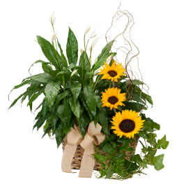 Basket arrangement with sunflowers, white peace lilies, and trailing ivy