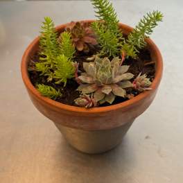 Potted succulent arrangement in a terracotta planter