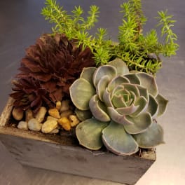 Succulent arrangement in a rectangular planter with pebbles