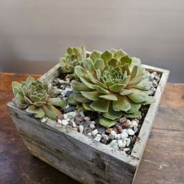 Succulent arrangement in a square wooden planter with pebbles