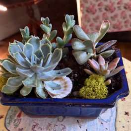 Succulent arrangement in a blue ceramic planter with shells and moss