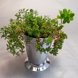 Potted succulent arrangement in a silver metal container