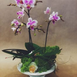 Potted orchid arrangement with white and pink blooms in a shallow dish