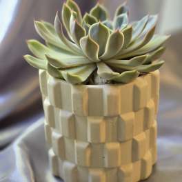 Succulent in a cream textured ceramic pot