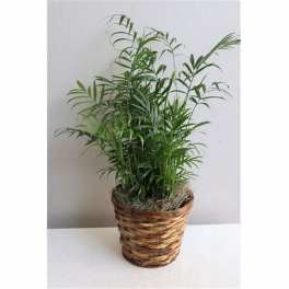 Potted green palm plant in a woven basket