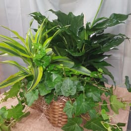 Basket arrangement of green houseplants with white peace lilies