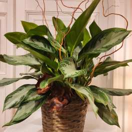 Potted green foliage plant in a woven basket with curly branches
