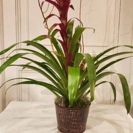 Potted bromeliad plant with burgundy center and long green leaves