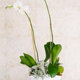 White orchids in a white pot with broad green leaves