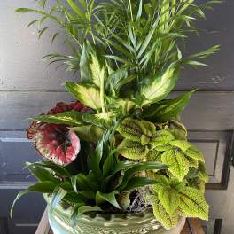 Mixed tropical foliage arrangement in a ceramic bowl