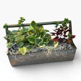 Garden Trug of Plants