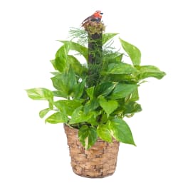 Potted pothos plant in a woven basket with a decorative bird topper