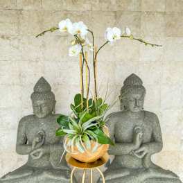 Bali Orchid Planter