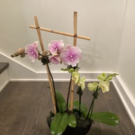 Potted orchid arrangement with pink and pale yellow blooms in a black bowl