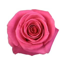 Single hot pink rose bloom viewed from above on a white background