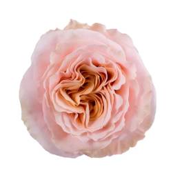 Single peach and blush garden rose bloom on a white background